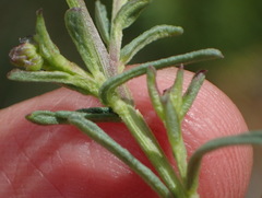 Polygala rehmannii