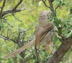 Prinia maculosa exultans