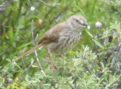 Prinia maculosa exultans
