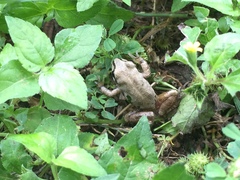 Pseudacris streckeri