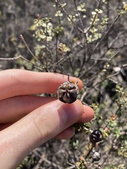 Leptospermum rotundifolium