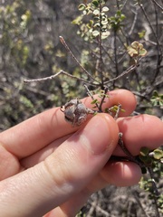 Leptospermum rotundifolium
