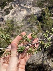 Leptospermum rotundifolium