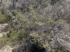 Leptospermum rotundifolium