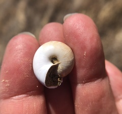 Helminthoglypta carpenteri