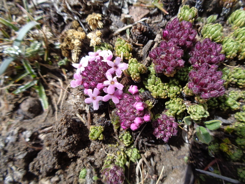 Junellia congesta · iNaturalist