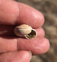 Helminthoglypta carpenteri