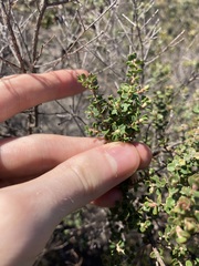 Leptospermum rotundifolium