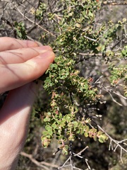 Leptospermum rotundifolium