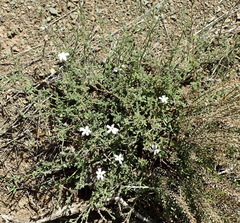 Jamesbrittenia tysonii