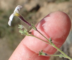 Jamesbrittenia tysonii