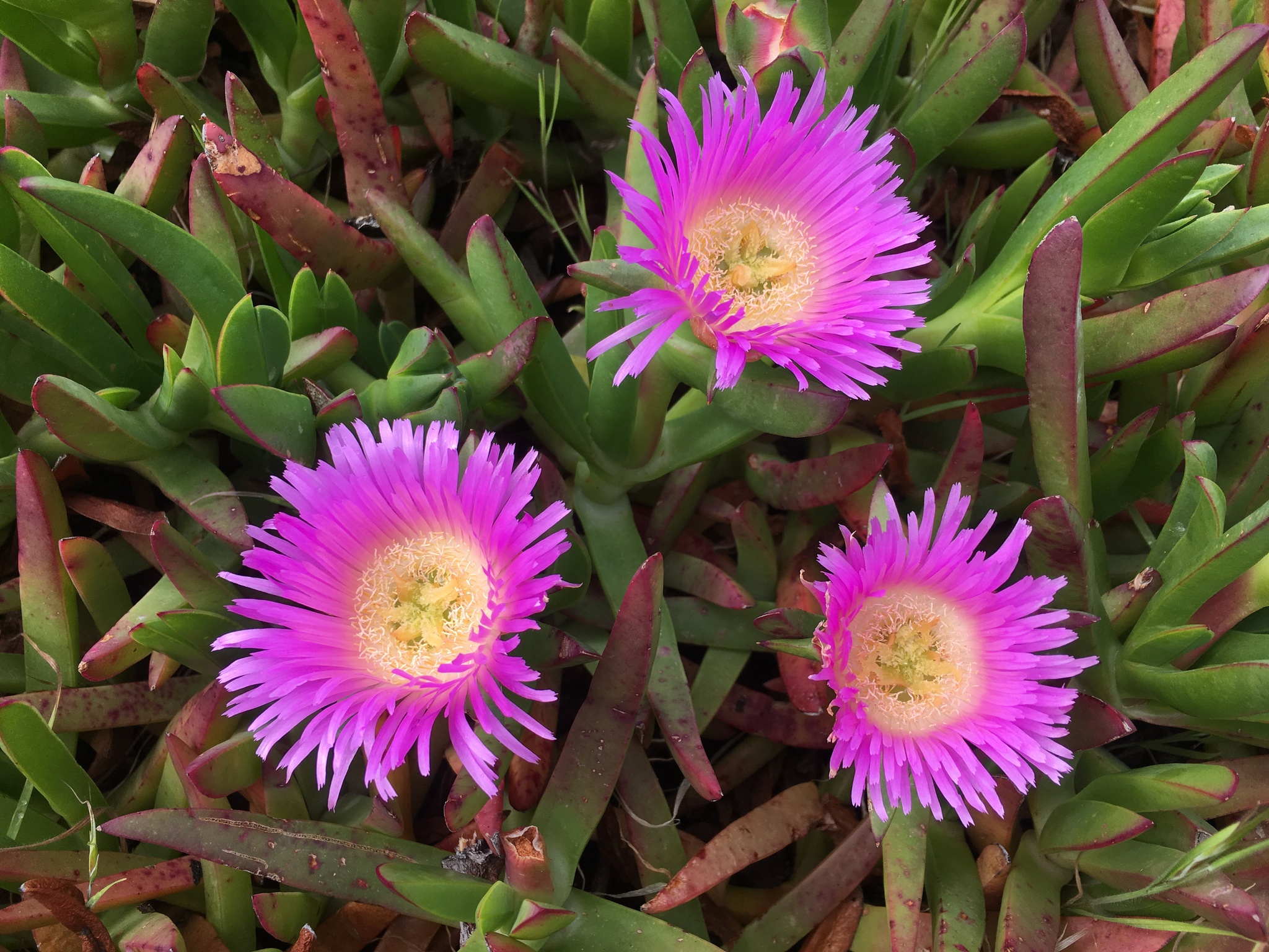 Carpobrotus chilensis