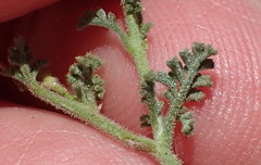 Jamesbrittenia tysonii