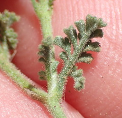 Jamesbrittenia tysonii