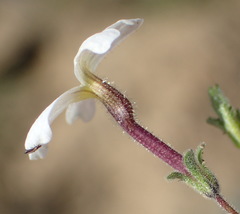 Jamesbrittenia tysonii