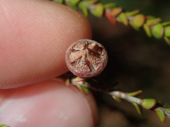 Baeckea imbricata