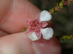 Baeckea imbricata