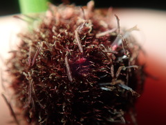 Chorizandra sphaerocephala