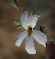 Jamesbrittenia tysonii