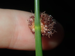 Chorizandra sphaerocephala