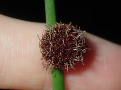 Chorizandra sphaerocephala