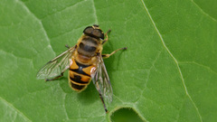 Eristalis cerealis