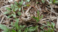 Sulcostomata