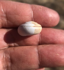 Helminthoglypta carpenteri