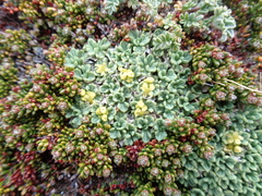 Azorella valentini