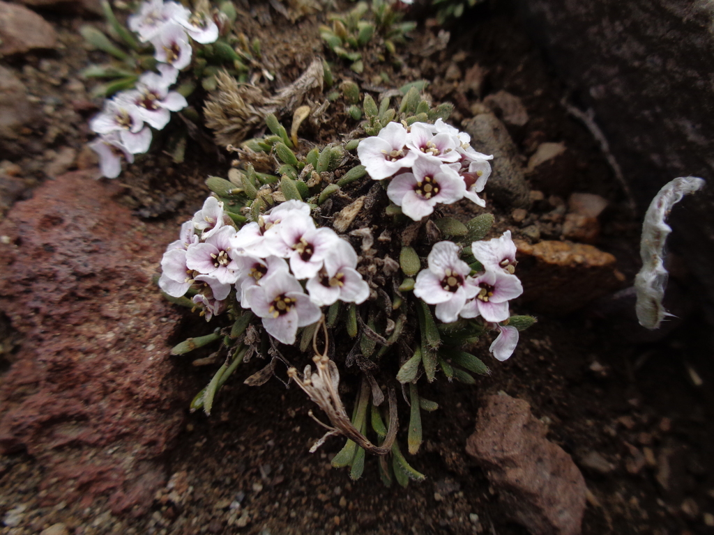 Onuris spegazziniana