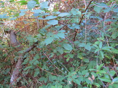 Rubus affinis