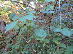 Rubus affinis