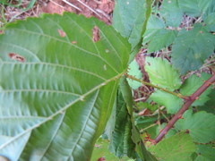 Rubus affinis
