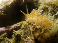 Sakuraeolis enosimensis