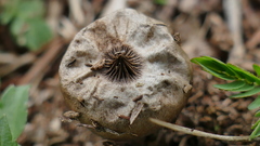Sulcostomata
