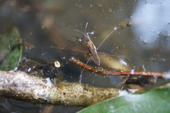 Gerris gracilicornis