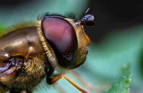 Hairy-eyed Flower Fly photo 3