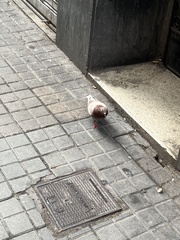 Columba livia domestica