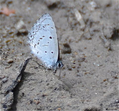 Celastrina lavendularis