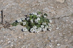 Lobularia maritima