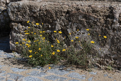 Sonchus tenerrimus