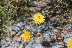 Sonchus tenerrimus