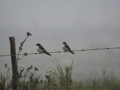 Hirundo dimidiata dimidiata