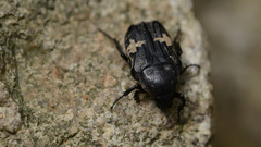Glycyphana fulvistemma