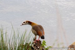 Alopochen aegyptiaca