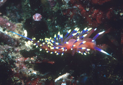 Coryphellina marcusorum