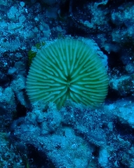 Pleuractis granulosa