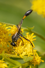 Ammophila urnaria