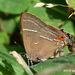 Mexican-M Hairstreak - Photo (c) Ignacio A. Rodríguez, some rights reserved (CC BY-NC-ND), uploaded by Ignacio A. Rodríguez