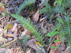 Blechnum australe australe